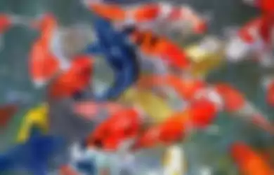 Rujak House, Nikmati Sensasi Makan Ditemani dengan Puluhan Ikan di Kaki, Begini Videonya!
