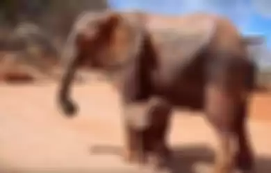 Berbagi Kebahagiaan dengan Manusia, Inilah Video Gajah Pamerkan Bayi yang Baru Dilahirkannya