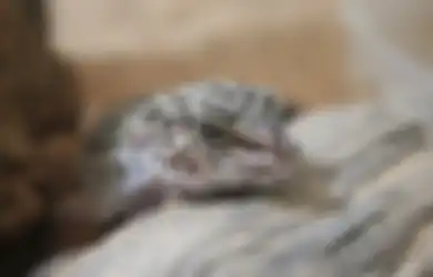 Telinga Pasien Sakit, Dokter Temukan Tokek di Dalam Telinganya