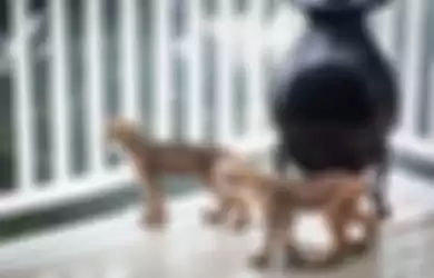 Momen Langka Kucing Hutan Masuk Rumah Berhasil Tertangkap Kamera, Ini Videonya!