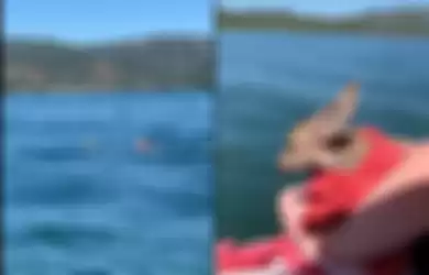 Demi Selamatkan Rusa yang Tenggelam, Pria Ini Rela Berenang ke Tengah Laut, Lihat Video Penyelamatan yang Dilakukannya!