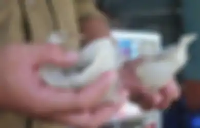 Tiongkok Ekspor Sarang Walet Hingga Rp40,6 Triliun dari Indonesia Untuk Dijadikan Makanan Senilai Rp8 Juta per Mangkuk