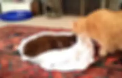 Ditinggal Mati Karena Kanker Rahang, Video 'Perpisahan' Dua Kucing Ini Sangat Memilukan