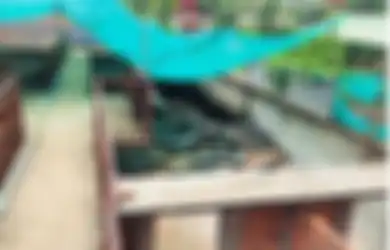 Luput Dari Pengawasan, Seorang Balita Jatuh Ke Kandang Buaya Saat Ditemukan Beginilah Keadaanya