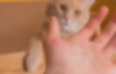 Wanita Bawa Anjing Masuk Masjid Derita Skizofrenia: Waspada, Cakaran Kucing Bisa Sebabkan Skizofrenia!