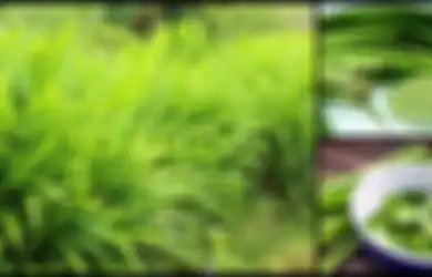 Nanti Malam Wajib Coba, Letakkan Potongan Daun Pandan di Bawah Kasur Sebelum Tidur, Anda Akan Terkejut Merasakan Manfaatnya!