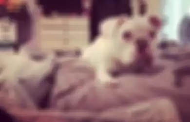 Hampir Saja Berakhir di Jagal, Ini Video Menggemaskan Bulldog yang Senang Karena Berhasil Diselamatkan