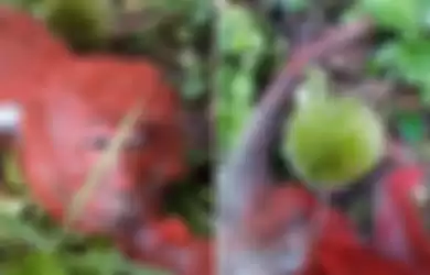 Kepergok Curi Durian di Kebunnya, Petani Ini Semprotkan Cat Merah, Videonya Viral