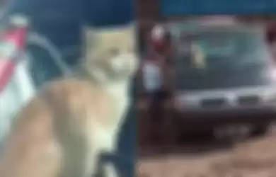 Kucing terjebak di dalam mobil dan ditinggal sendiri oleh pemiliknya. 