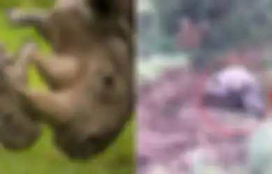 Momen Memilukan Ketika Bayi Badak Ini Berusaha Membangunkan Ibunya yang Mati Ditembak Pemburu
