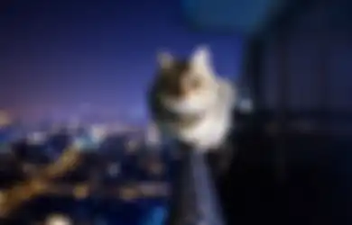 Dari Dianggap Jelmaan Dewa Hingga Makhluk Supernatural, Ini Alasan Kucing Jadi Hewan yang Istimewa dan Punya Banyak Nyawa