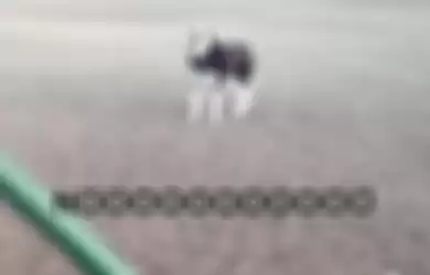 Lucunya Video Husky Sedang Ngambek, Menolak Diajak Pulang ke Rumah