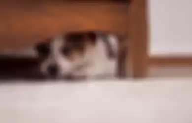 Anjing Ini Takut Mendengar Suara Kembang Api, Lihat Apa yang Dilakukan Pemilik untuk Membuatnya Rileks dalam Video Ini