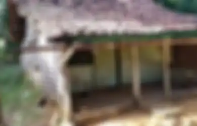 Memilukan, Teriakan Lapar dan Kesakitan Sering Terdengar dari Nenek Sebatang Kara di Gubuk Reyot Ini