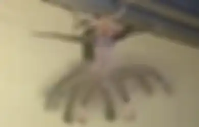 (Video) Makhluk Seperti Alien Tertangkap Kamera di Langit-langit Rumah Pria Asal Bali Ini, Apakah Itu?