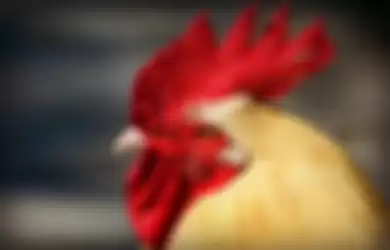 Sering Ditakutkan Karena Dianggap Ada Hal Menyeramkan, Ternyata Ini yang Akan Terjadi di Lingkungan Sekitar Saat Ayam Berkokok Tengah Malam