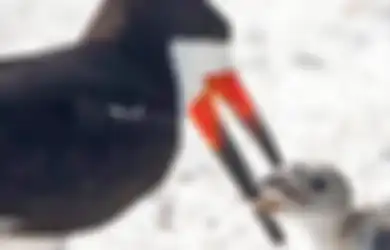 Miris dan Memilukan, Induk Burung Ini Beri Makan Anaknya Puntung Rokok