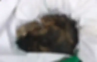 Hewan Peliharaannya Setia dan Kerap Mengikuti, Mantan Hakim Bunuh Anjingnya dengan Cara yang Sadis