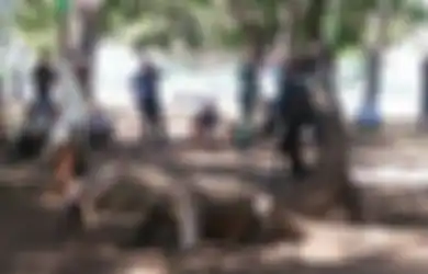 4 Fakta Komodo Masuk Rumah Warga, Musim Kawin hingga Diikat Tali Nilon, Yuk Simak!