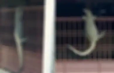 Viral Biawak Panjat Pagar, Ini Perbedaan Komodo dengan Biawak Renda