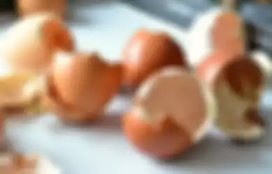 Ilustrasi cangkang telur