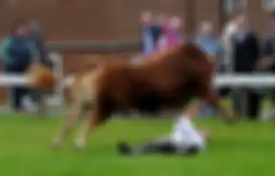 Sesaat Setelah Menjadi Pemenang dan Menerima Hadiah, Seekor Banteng Limousin 'Menyerang' Pawangnya