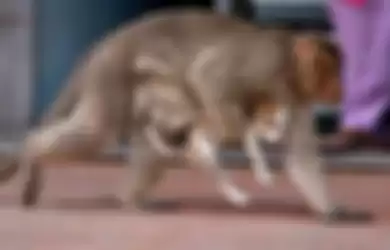 Video Kisah Monyet dan Anjing yang Sudah Seperti Ibu dan Anak, Persahabatan yang Inspiratif