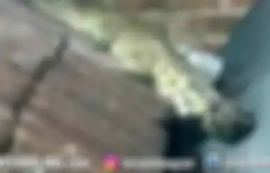 Viral Penampakan Buaya Muncul di Atap Rumah Warga, Asal-usunya Masih Menjadi Misteri