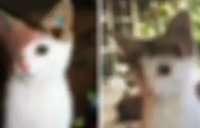 Video Kucing dengan Empat Telinga dan Satu Mata, Akhirnya Diadopsi dan Hidup Bahagia