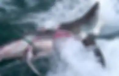 (Video) Serangan Hiu Putih Besar 'Kanibal' Berhasil Diabadikan dalam Rekaman yang Menakutkan