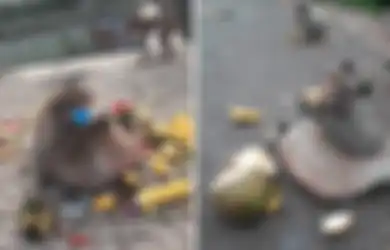 Kisah Seekor Monyet Rakus yang Obesitas, Tapi Malah Jadi Hewan Langka