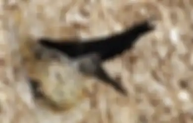 Harganya Capai Rp25 Juta, Ini Manfaat Sarang Burung Walet Bagi Kesehatan yang Dipercaya Lebih dari 1.200 Tahun