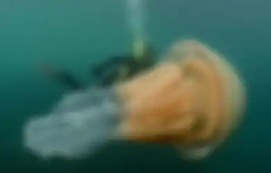 Disebut Mirip 'Alien', Ubur-ubur Raksasa Muncul di Dekat Pantai dalam Jumlah Besar
