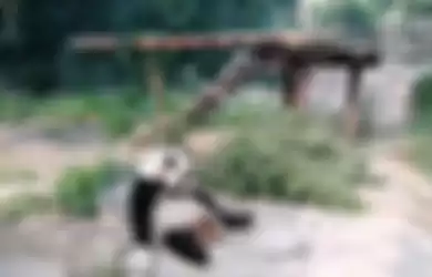 Bosan Melihat Panda Tidur Melulu, Turis Nekat Lempar Batu Pada Hewan Itu, Lihat Videonya!