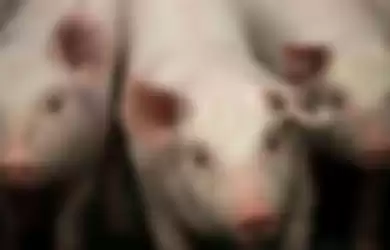 Truk Terguling, Babi-babi yang Diangkutnya Justru Berkeliaran ke Jalan, Begini Videonya!