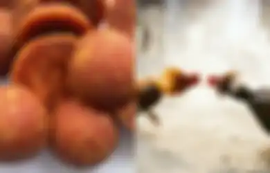 Manfaat Gula Merah untuk Ayam Aduan, Salah Satunya Meningkatkan Stamina, Gizinya Juga Dapat Tambah Berat Badan Ayam Lho!