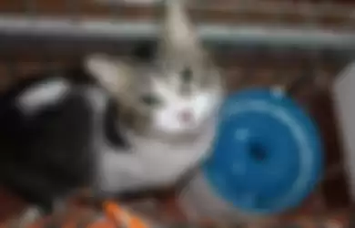 Viral Video Pria Memakan Kucing Hidup-hidup, Netizen: Akibat Pengaruh Ilmu Hitam