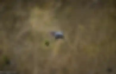 Foto Mengerikan Sekaligus Menyedihkan dari Seekor Gajah yang Dimutilasi, Bukti Sadisnya para Pemburu Gading Gajah
