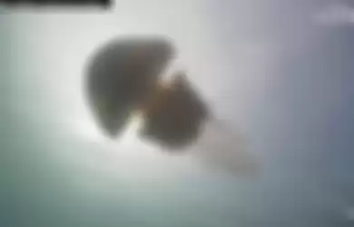 Penyelam Temukan Ubur-ubur Raksasa Seukuran Tubuh Manusia, Lihat Videonya!