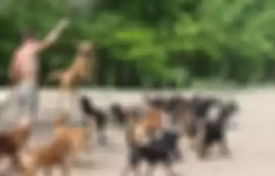 Video Kisah Pria yang Tak Tahan Melihat Anjing-anjing Liar Mati di Jalanan, Akhirnya Lakukan Hal Ini