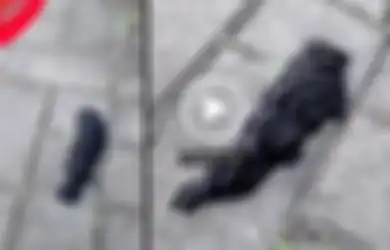 (Video) Ketika Ratusan 'Cacing Hitam' Bekerja Sama untuk Membentuk Makhluk Besar yang Membingungkan