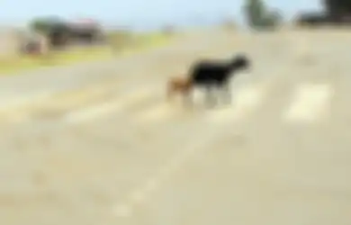 Berniat Hindari Kambing Lewat, Pengendara Motor Ini Tewas Dihantam Truk Trailer di Tuban