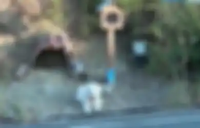 Bukti Kesetiaan Anjing pada Majikannya, Menunggu di Lokasi Majikannya Tewas Selama 18 Bulan Hingga Berjalan 200 km ke Rumah Majikan