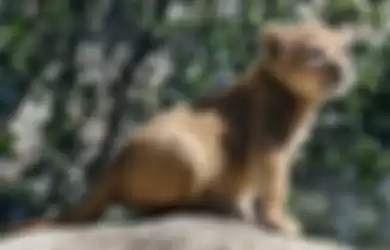 Video Gemasnya Bahati, Singa yang Jadi Model untuk Simba di The Lion King