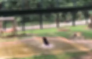 Terkurung dalam Kandang Selama 9 Tahun, Video Ini Tangkap Momen Beruang untuk Pertama Kalinya Menghirup Udara Bebas