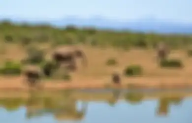 Begini 'Mengobati' Gajah yang Masuk Angin