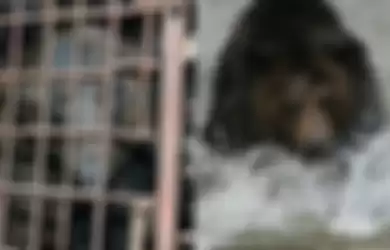 Terkurung dalam Kandang Selama 9 Tahun, Video Ini Tangkap Momen Beruang untuk Pertama Kalinya Menghirup Udara Bebas