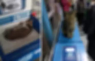 Tingkah kucing di halte TransJakarta