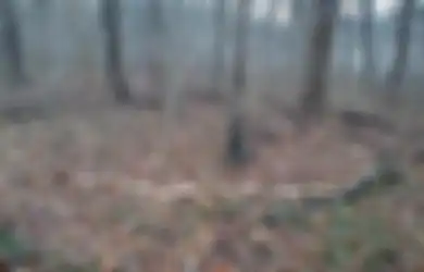 Pernah Dengar Cincin Peri Misterius? Beranikah Anda Memasuki Portal Jamur Mistis Supernatural Ini?