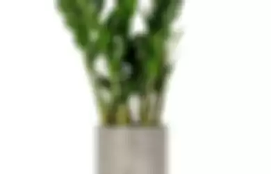 Zamioculcas